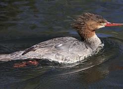 Image result for Winter Merganser