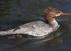 Image result for Crested Merganser