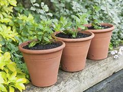 Image result for Mint Plant Garden