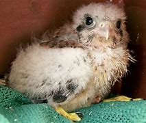 Image result for Baby Kestrel Rescue