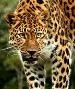 Image result for Leopard Front