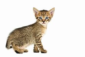 Image result for Cat with Fairy Wings White Background