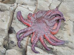 Image result for Deep Sea Star Monster