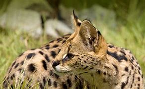 Image result for Serval Family