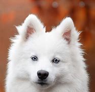 Image result for Beautiful Cute Dogs