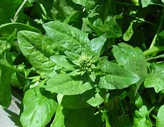 Image result for Spinach Gree Plant