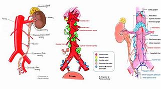 Image result for Foto Ureter