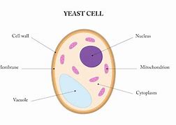 Image result for Yeast Structure Diagram