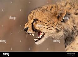 Image result for Scary Cheetah Teeth