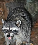 Image result for Rabid Raccoon Pics