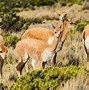 Image result for Plains in Peru