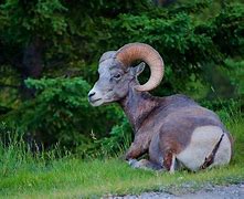 Image result for Banff Animals