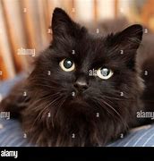 Image result for Small Black Cat in Long Grass