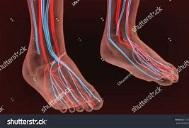 Image result for foot nerves anatomy