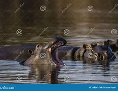 Image result for Hippo Big Teeth