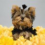 Image result for Thanksgiving Puppy Banner