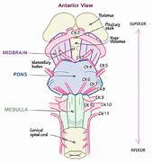 Image result for Cranial Nerves and Brain Stem