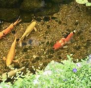 Image result for Koi Pond Bottom Drain Cleaning