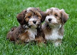 Image result for Jack Bichon Havanese Puppies