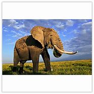 Image result for Wildlife Conservation Gifts