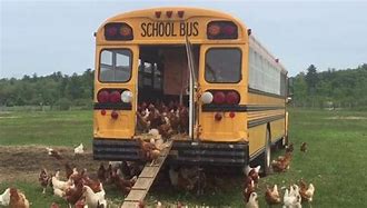 Image result for Unusual Chicken Coops