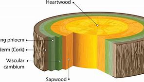 Image result for Vascular Cambium Old Stem