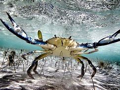 Image result for Blue Crab in Container