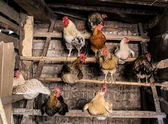 Image result for Chicken Perches for Coops