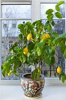 Image result for Dwarf Lemon Tree Indoor