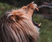 Image result for Male Lion Roar