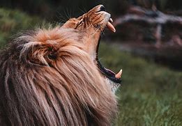 Image result for Lion Raors