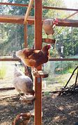 Image result for Chicken Roost Design