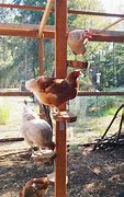 Image result for Chicken Roost Flat or Round