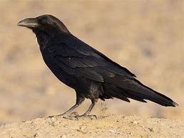 Image result for Photo of a Raven