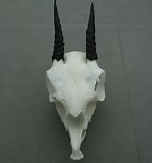 Image result for Dik Dik Skull