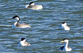 Image result for Grebe Florida