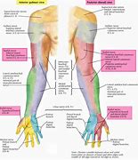 Image result for Radial Nerve in Hand