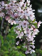 Image result for Prunus Awanui