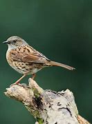 Image result for Dunnock