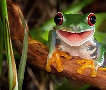 Image result for Grumpy Tree Frog