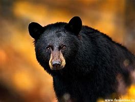 Image result for Black Bear Head