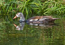 Image result for White-winged Wood Duck