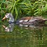 Image result for White-winged Wood Duck