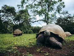 Image result for Galapagos Archipelago