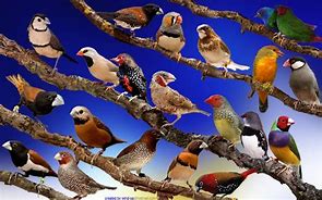 Image result for Finches Images