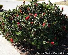 Image result for Dwarf Bottlebrush Shrubs Plants