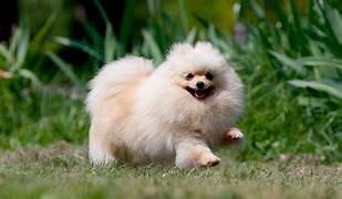 Image result for Grumpy Pomeranian