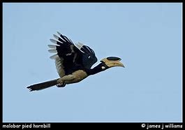 Image result for Malabar Pied Hornbill