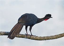 Image result for Crested Guan Bird