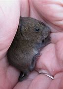 Image result for Newborn Baby Vole